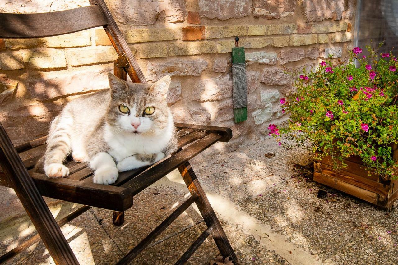 Casamenetto Vacanze Daire Sassoferrato Dış mekan fotoğraf
